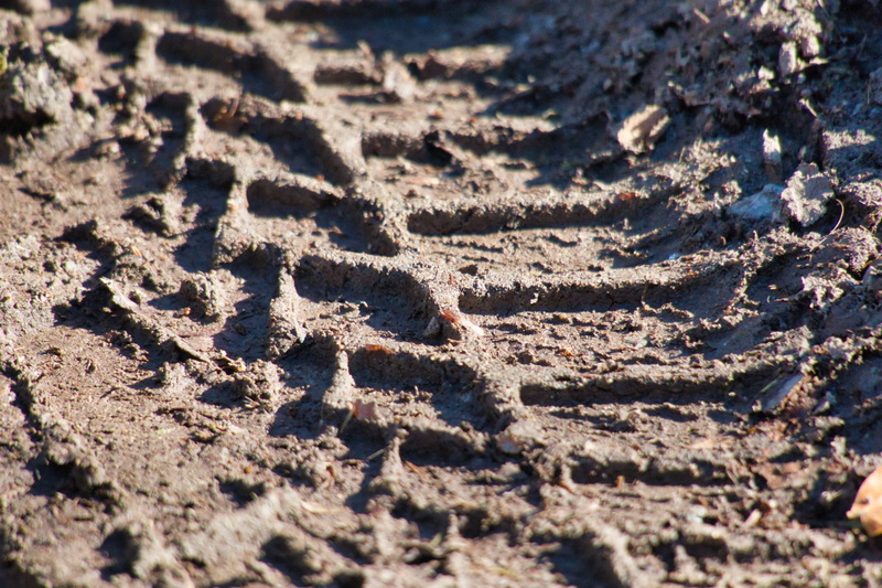 day, animal track, paw print, high angle view, land, footprint, no people, outdoors, animal, close-up, sand, nature, beach, tire track, animal themes, pattern