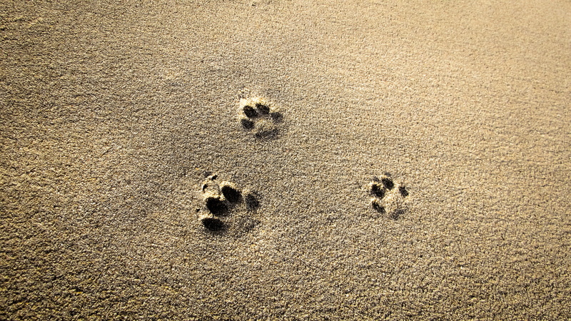 animal track, beach, footprint, sunlight, outdoors, tranquility, paw print, sand, animal, no people, backgrounds, full frame, wet, 4K, land, high angle view