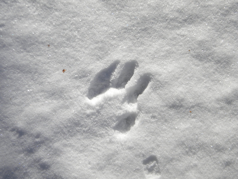 dog, powder snow, outdoors, Cold, 2K, field, paw print, close-up, trail, nature, Track, fox, wolf, print, winter, covering, white color, no people, footprint