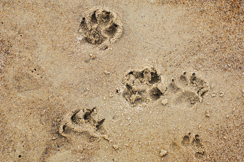 ocean, pop, no people, holidays, footprint, a friend of man, Paws, print, stay with the pet, sea, paw print, 4K, beige, representation, sunlight, prints