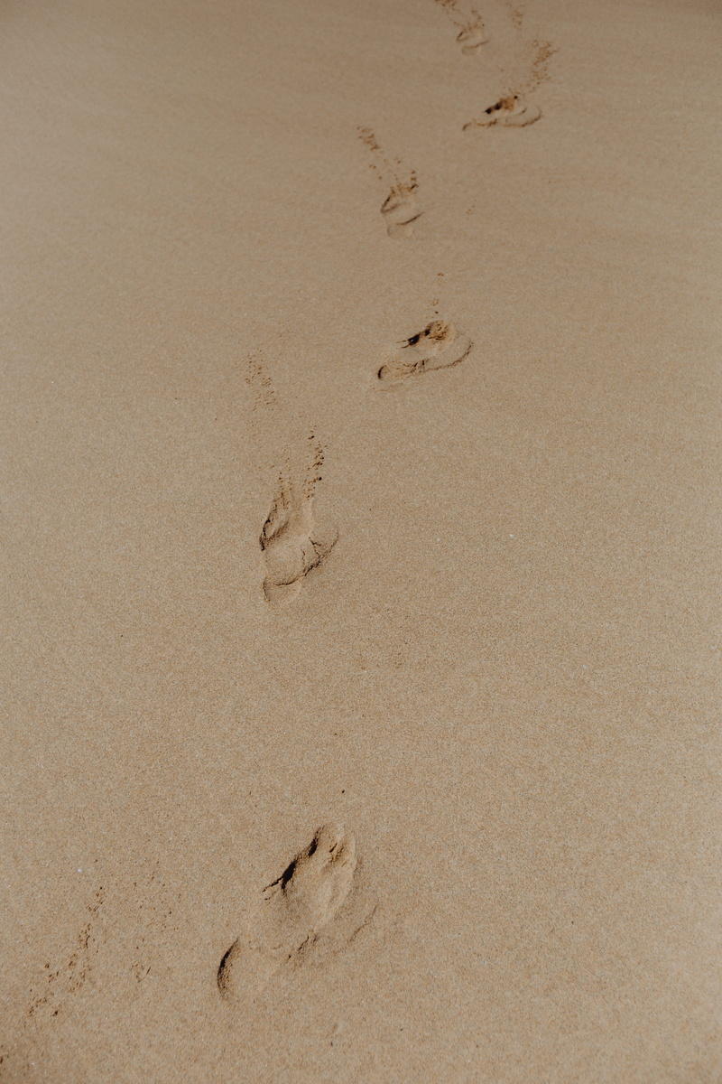 track - imprint, algarve, tranquility, summer, nature, pattern, print, mystery, footprint, 5K, wet, backgrounds, paw print, no people, high angle view