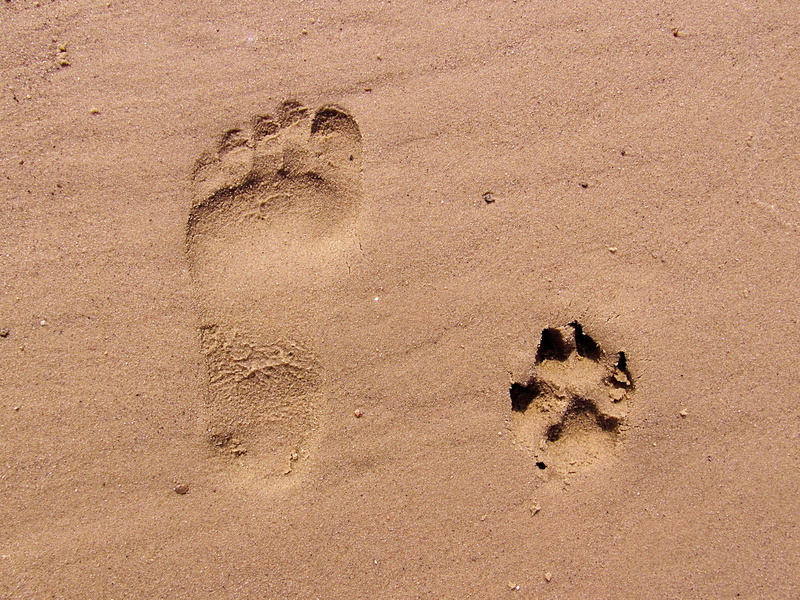 animal themes, tranquility, outdoors, footprint, nature, beach, no people, footprints, paw print, track - imprint, paw, sand, land, trace, animal, animal track