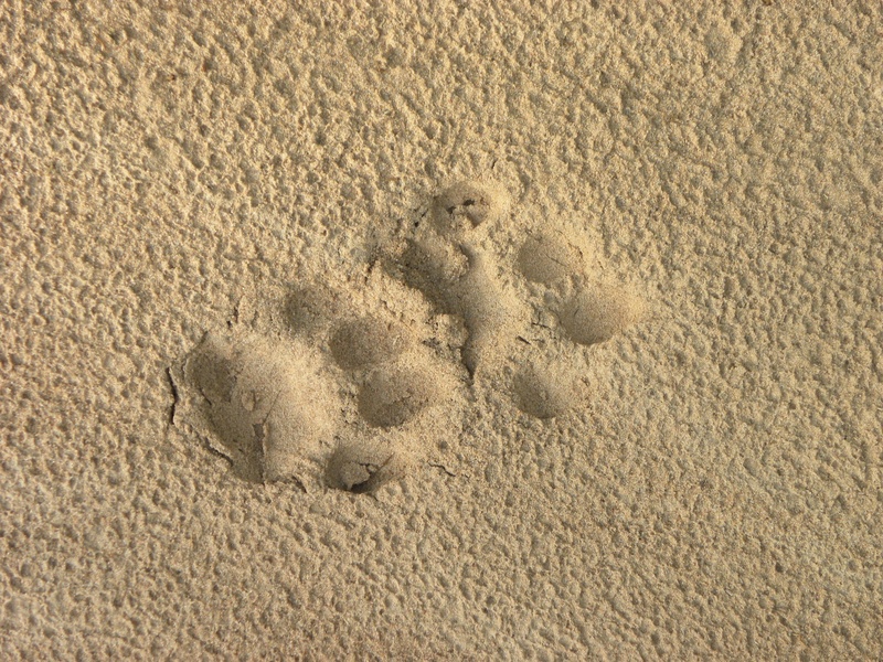 mystery, track - imprint, full frame, backgrounds, footprint, sand, paw print, outdoors, 2K, print, pattern, animal, animal track, beach, absence, high angle view