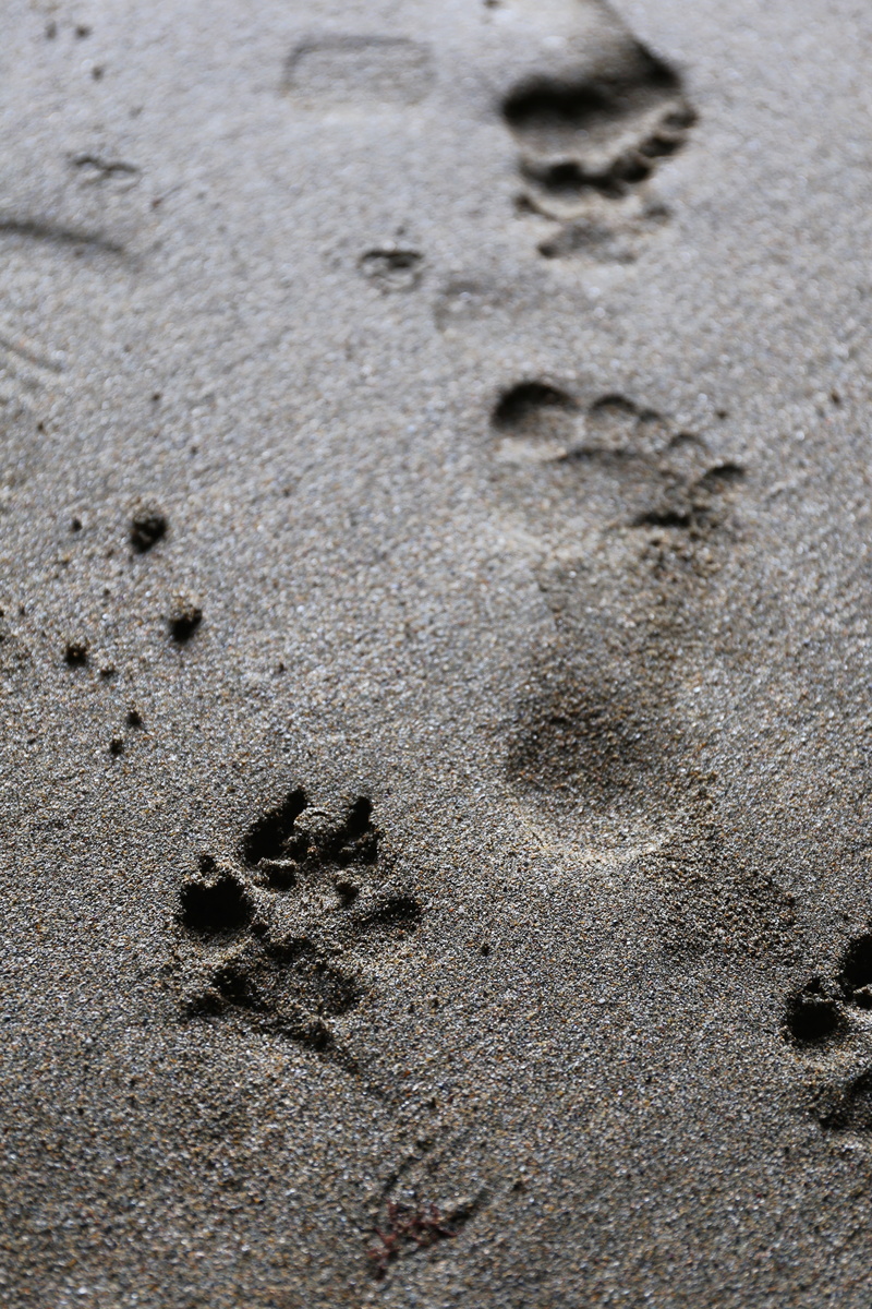 5K, land, sand, brown, full frame, paw, person, beach, walking, outdoors, track, absence, photo, pattern, walk, animal track, mark, step, high angle view