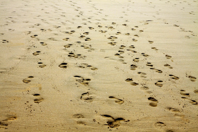track - imprint, friends, seashore, journey, ocean, sand, enjoy, running, brown, relaxation, s, fun, seaside, day, full frame, animal track