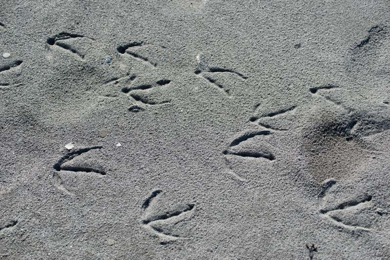 dune, backgrounds, mystery, day, animal track, high angle view, 1080P, sand beach, cold temperature, track - imprint, vertebrate, helgoland, pattern, Sand
