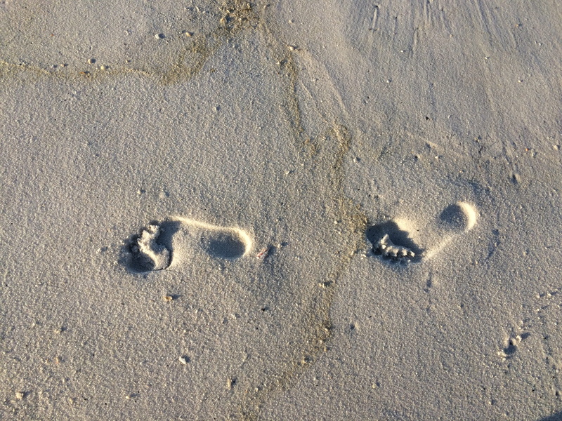 high angle view, mammal, absence, mud, soil, wet, 2K, coast, footprint, water, ocean, sea, animal track, sunlight, foot prints, no people, day, nature