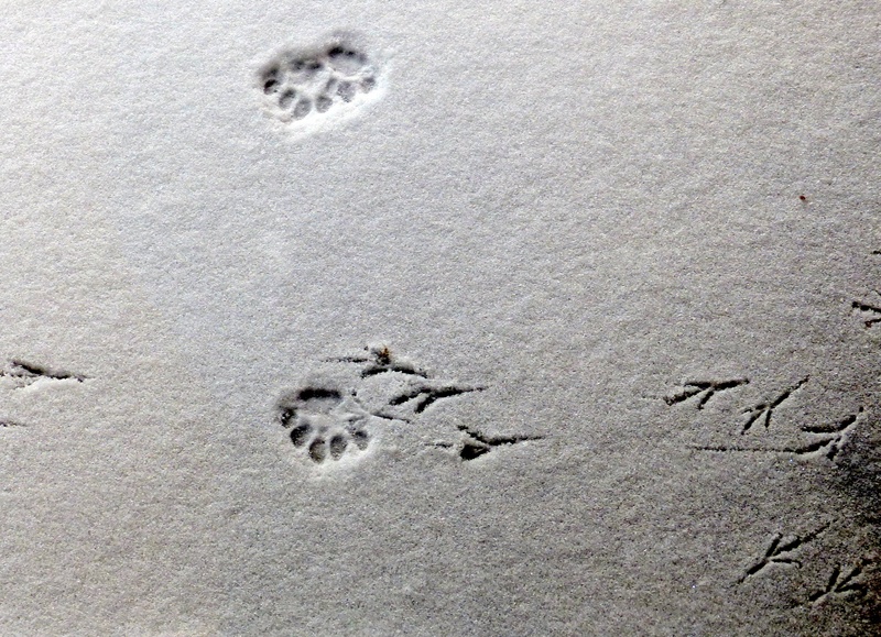 animal themes, vertebrate, day, sand, outdoors, 2K, tracks, trace, land, footprint, imprints, winter, track - imprint, mark, paw, beach, high angle view