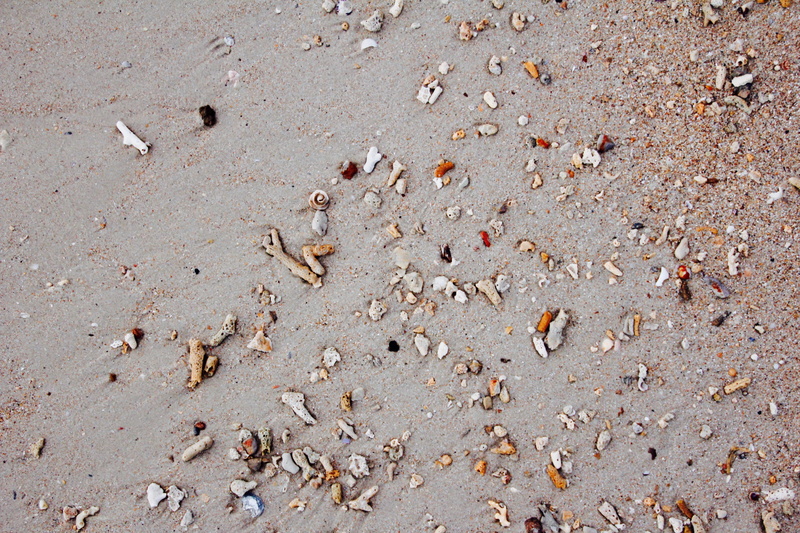 tranquility, Stones, land, 5K, Beach, Mussels, close-up, shells, backgrounds, field, track - imprint, full frame, textured, footprint, sunlight, brown