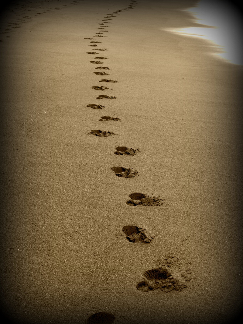 Footprints, in a row, 2K, day, paw print, coastline, high angle view, beauty in nature, no People, sea, outdoors, nature, the way forward, direction, sand