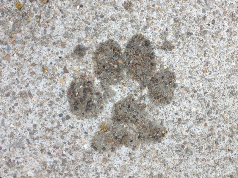 surface, nature, pet, high angle view, directly above, imprint, 2K, animals in the wild, sea, animal, pattern, land, paw print, track, marine, full frame