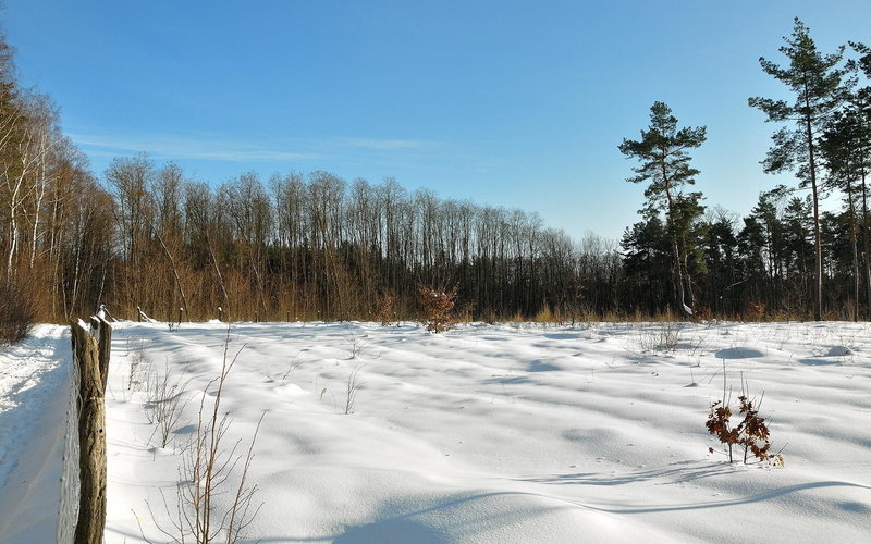 forest, cold - Temperature, shadows, blue, beauty In Nature, sunlight, covering, winter, landscape, clearly, mammal, nature, sport, day, blades, animal