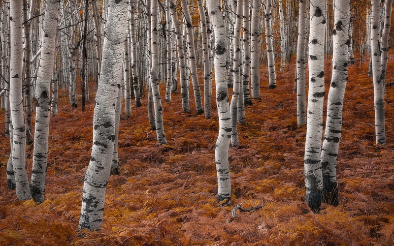 lake, aspen, woodland, android, trunk, photography, non-urban scene, forest, area, no people, landscape, aspens, tranquility, day, main, outdoors, phones
