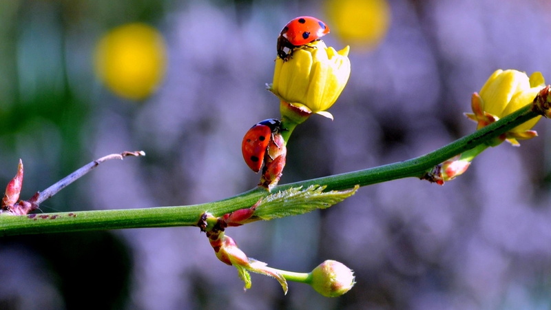 bird, close-up, focus on foreground, branch, flower, animals in the wild, beetle, outdoors, invertebrate, grass, plant, beauty In Nature, freshness, insect