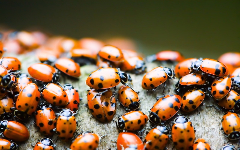 bugs, 1080P, lady