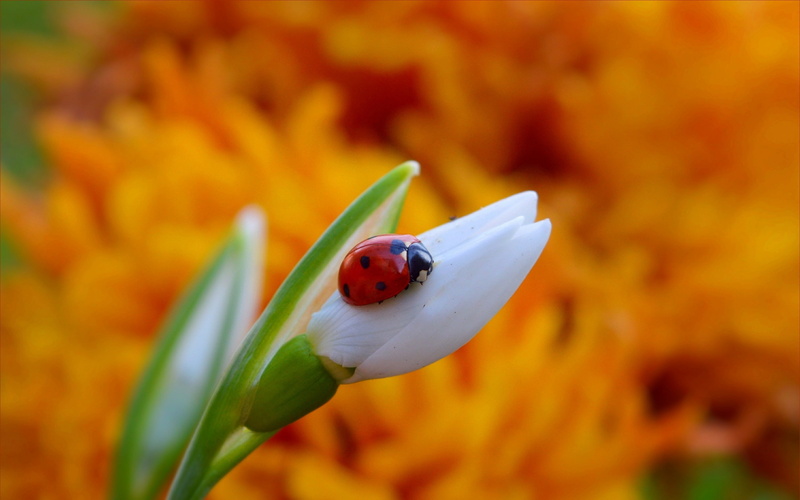 animal wildlife, invertebrate, animal, flowering plant, close-up, beetle, Snowdrop, fragility, small, beauty in nature, animal themes, flower, orange color