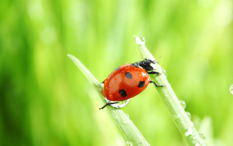 drop, outdoors, animals And Pets, one animal, invertebrate, grass, bug, wildlife, ladybug, animal wildlife, meadow, macro, environment, animal, day, insect