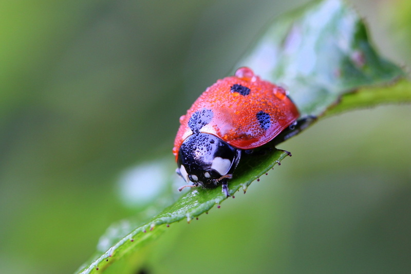 nature, environment, beauty In Nature, springtime, focus on foreground, plant, green Color, no people, bug, macro, 2K, selective focus, animal, spotted