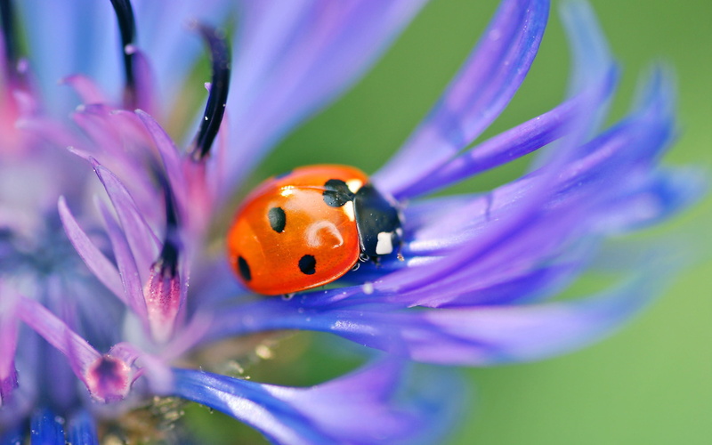 multi Colored, flower head, flowering plant, insects, close-up, beauty In Nature, spotted, flower, insect, animals And Pets, selective focus, outdoors