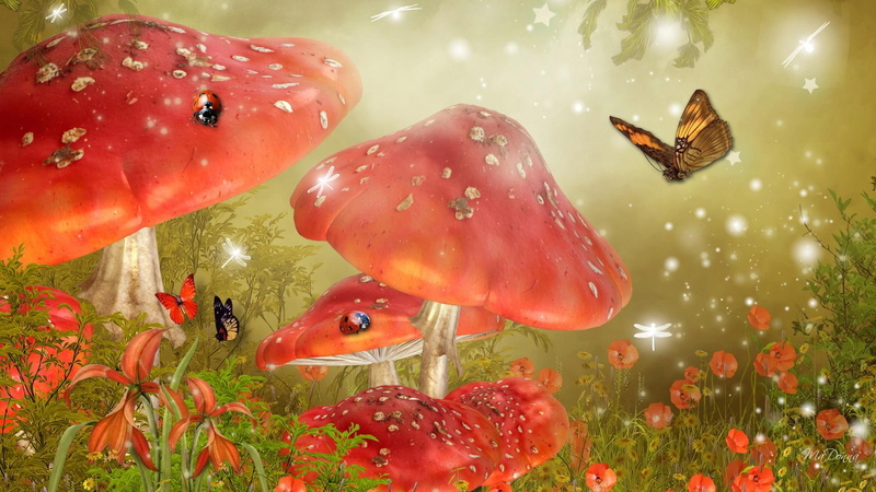 field, butt, mushrooms, papillon, mystical, sparkles, dragonfly, flowers, ladybugs, lady bug, poppies, e bright, 1080P