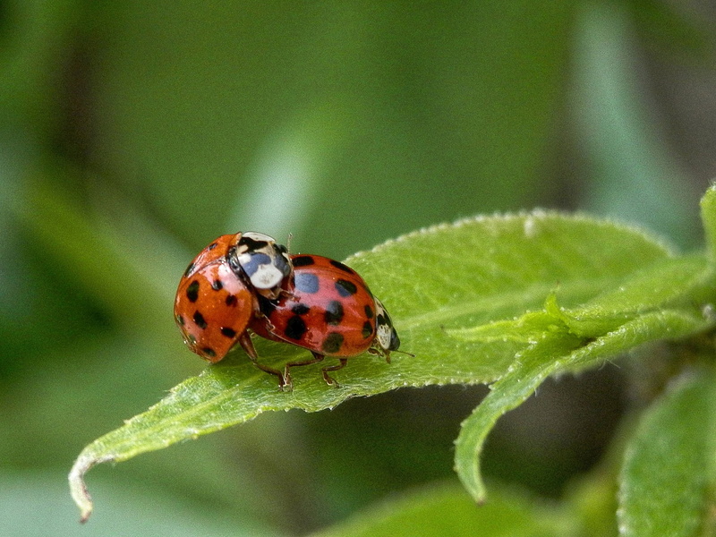 plant, close, close-up, beetle, spotted, two, green leaf, insect, photo, Happy, Ladybugs, macro, close up, animal, mating, summer, ladybug, 1080P, green