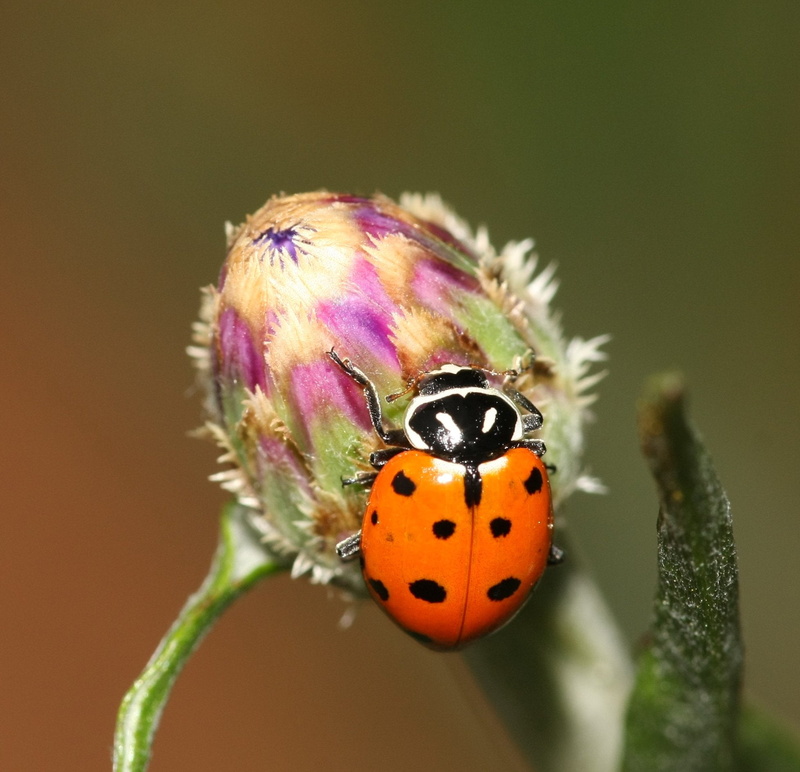 insect, north carolina, leaf, close-up, orange, shallow, corn, small, spotted, beetle, shot, animal, flower, Ladybug, Wonderful world, focus, black, richmond county