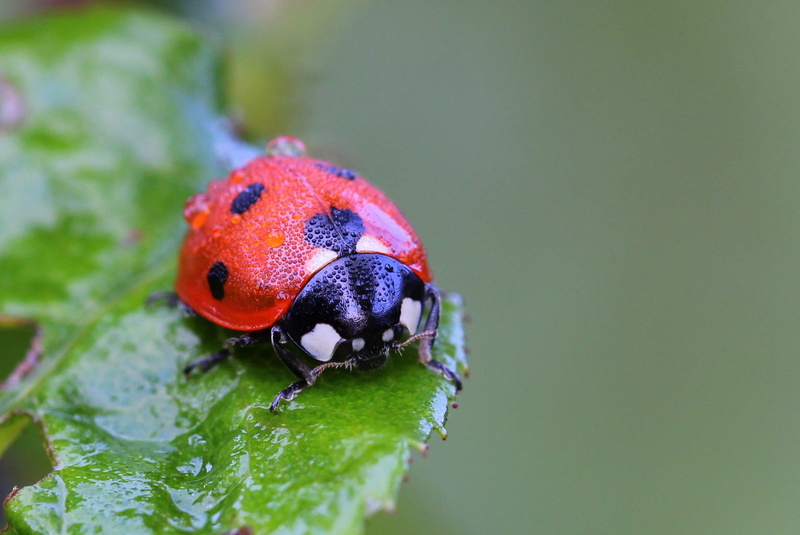beauty In Nature, one animal, animal themes, day, Macro, drops, Ladybug, outdoors, animal wildlife, insect, insects, springtime, wildlife, grass, invertebrate