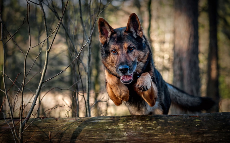 adult, 1080P, jump, tan, black, german, dog, running, shepherd