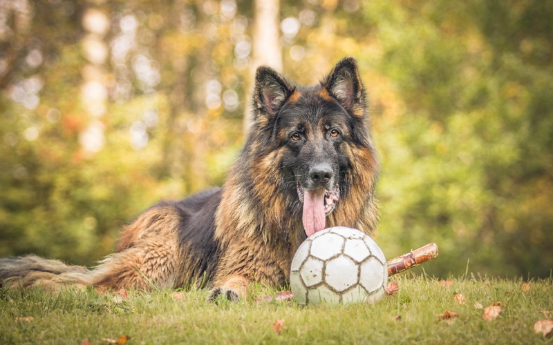 one animal, shepherd, canine, purebred dog, black, lying down, portrait, german, soccer ball, no people, grass, nature, domestic, german shepherd, dog