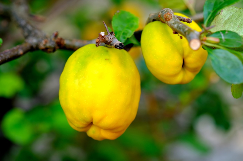 immaturity fruit, botany, picturesque, branch, agriculture, decorative, 5K, hanging, strong, wellbeing, summer, ripe, freshness, outdoors, nature, two
