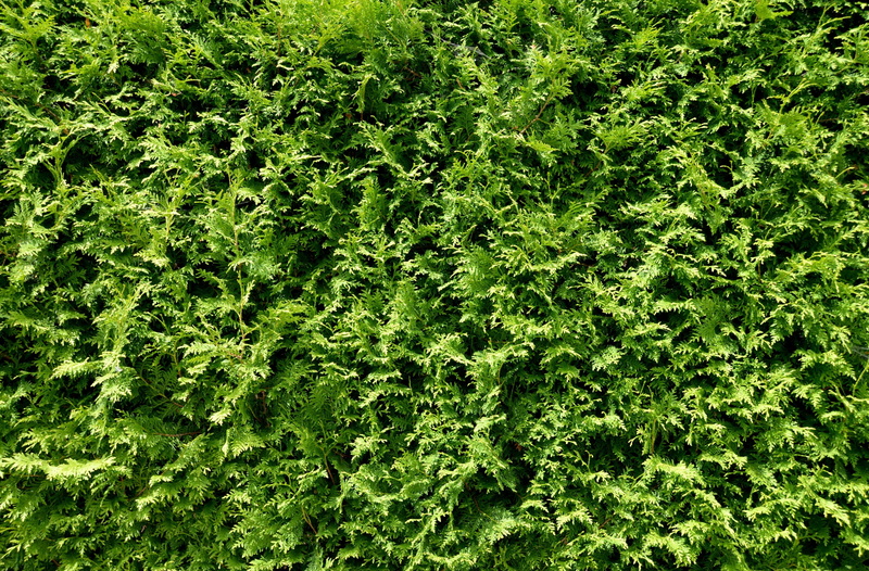 beauty in nature, tree, hedge, land, growth, thuja hedge, environment, high angle view, backgrounds, tranquility, plant, texture, field, day, green color