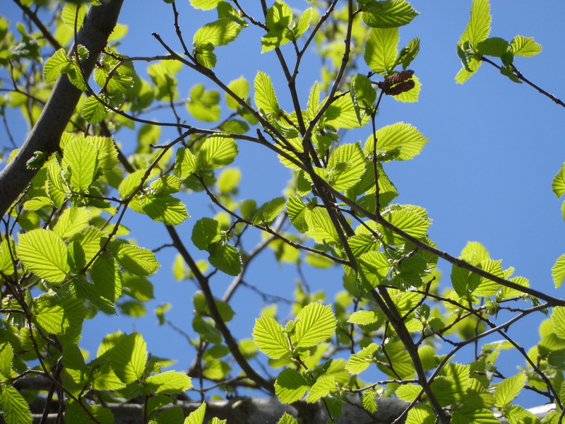 slightly, aesthetic, 4K, splendor, beauty in nature, shining, green stuff, decorative, freshness, color, sprout, sky, day, strong, close-up, bright, sunlight