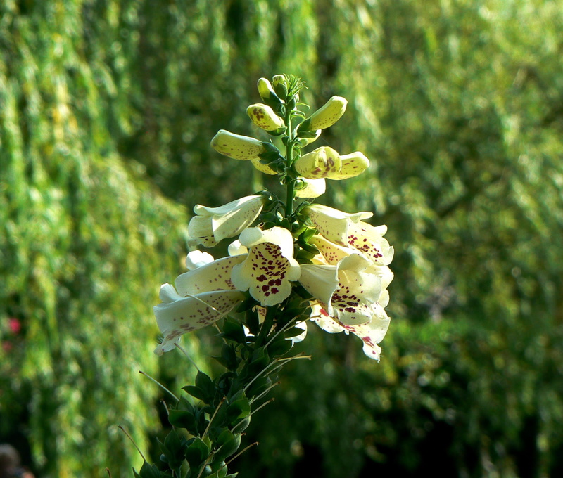 1080P, beauty, digitalis, nature, romance, tree, green stuff, plant, bell, pride, white, representation, focus on foreground, thimble, growth, claude monet