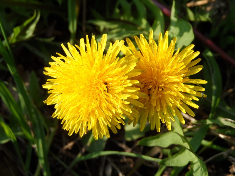 springtime, smell, pointed flower, outdoors, flower, summer, light, fragility, beauty in nature, resistant, inflorescence, aster-like, latex, taraxacum