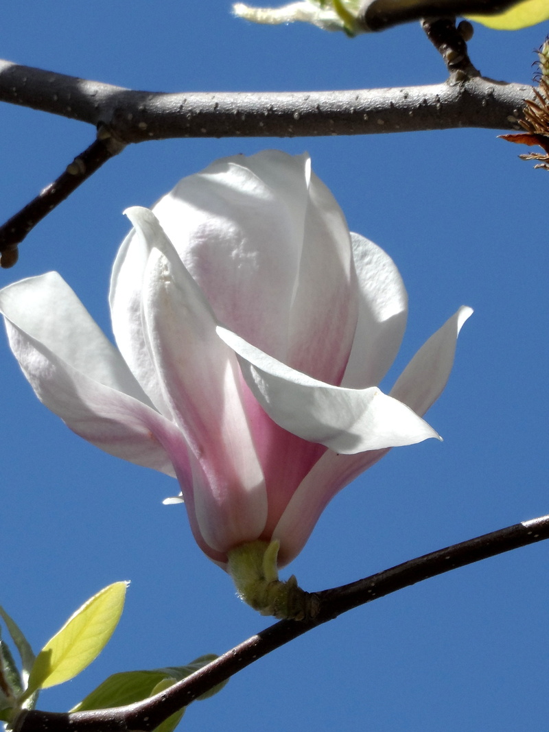close, seed plant, softness, fragrant, bush, magnolia, flower head, close-up, bright, cauliflower, nature, no people, white, vulnerability, clear sky, spring