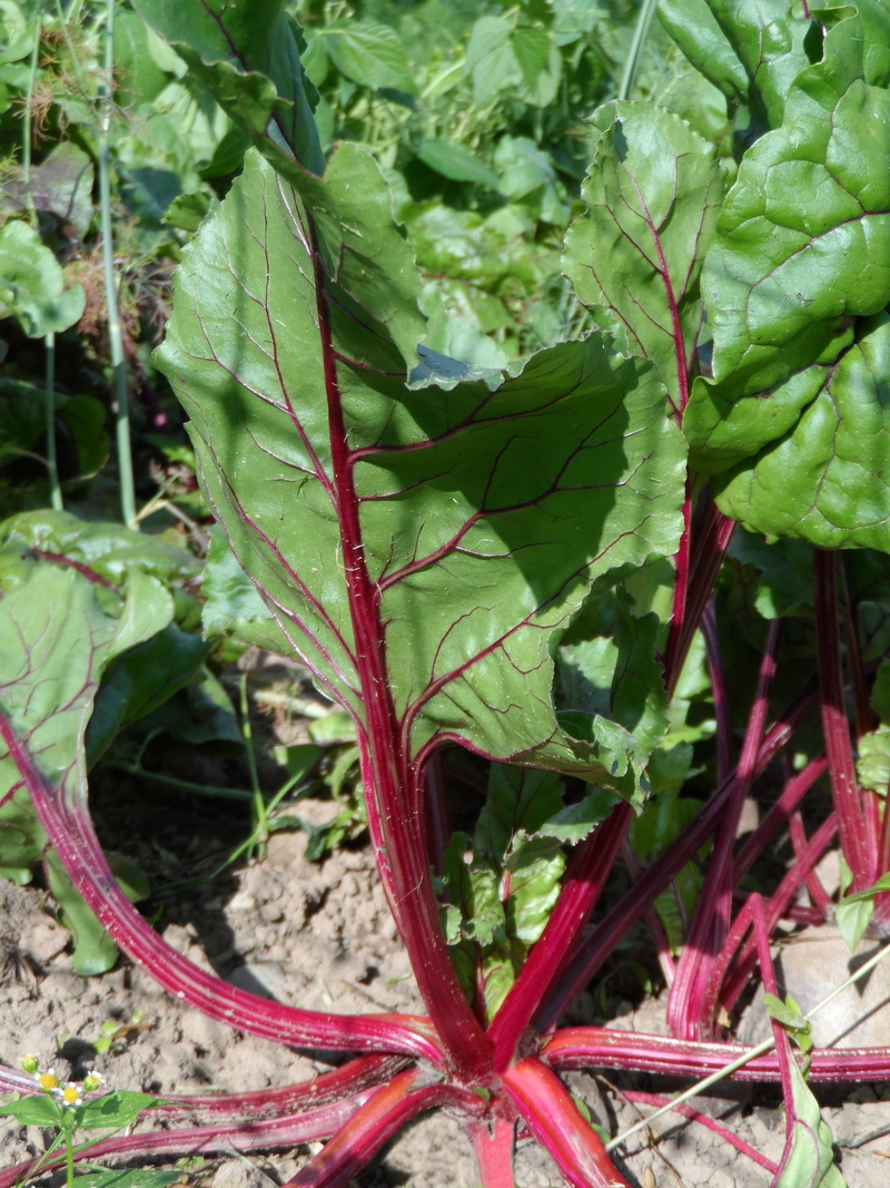 harvest, lush, land, close-up, grow, healthy eating, botany, beta vulgaris, vegetable, leafy vegetables, leaf, ripe, day, turnip, plant part, green stuff