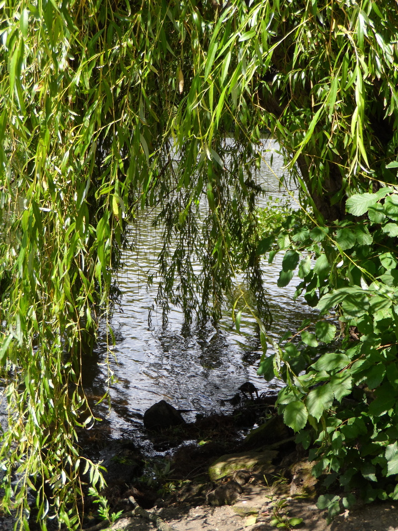 mysterious, flowing water, plant, grove, cool, river, plant part, green, sunlight, green color, nature, day, green stuff, land, summer, tranquility, no people