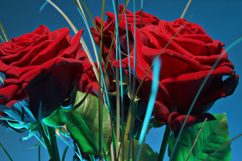 sky, multi colored, close-up, plant, plant part, freshness, Roses, nature, day, Blossom, flowering plant, vulnerability, fragility, green stuff, 5K, flower arrangement