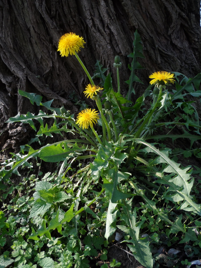 Grow, kuhblume, leaf, resistant, day, latex, green stuff, hare fodder, flower head, growth, 4K, weed, nature, sprout, close-up, freshness, garden, flowering plant