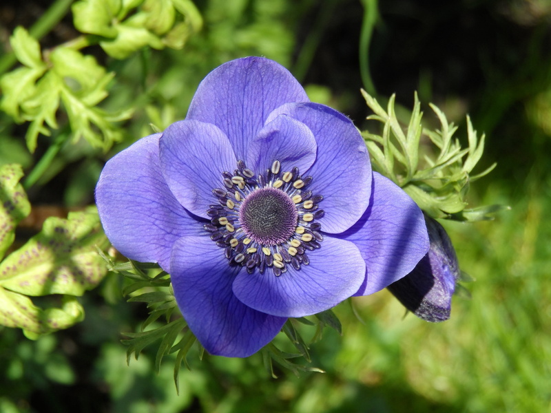 petal, hahnenfußgewächs, single flower, flora, smell, day, green stuff, flowering plant, summer, stamens, sprout, nature, blue, blossom, wood anemone, flower head