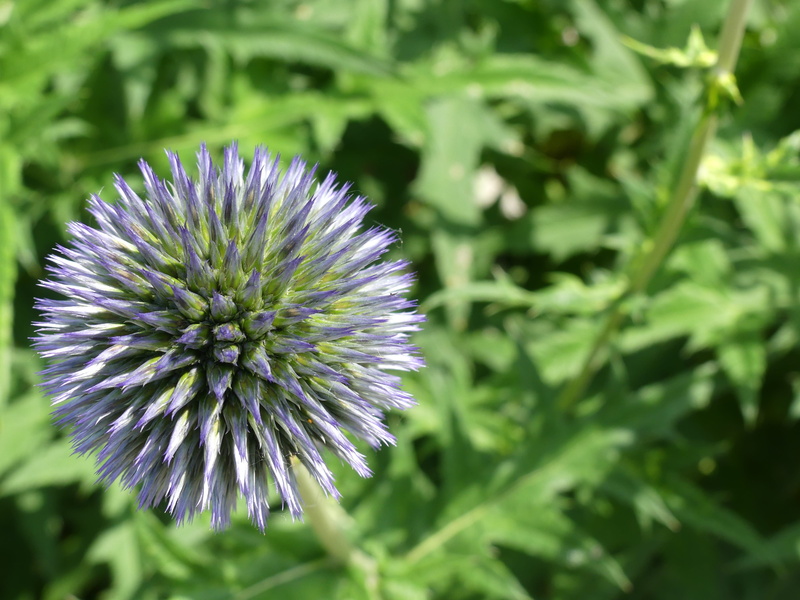 focus on foreground, garden, about, hedgehog, summer, ball, freshness, close-up, nature, violet, flowers, 4K, flower head, petal, purple, ball flower