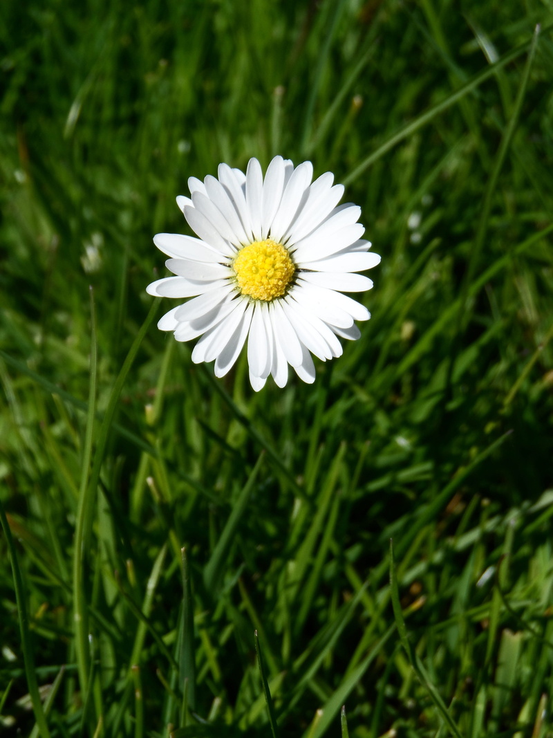 outdoors, all year round, freshness, pointed flower, flower head, nature, flowering plant, bright, petals, grass, field, petal, bloom, spring, close-up