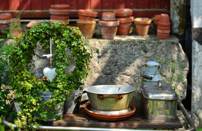 green plant, heart, table, silver, wood - material, old, green color, stockpot, potted plant, entwine, close-up, plant, nature, herb, growth, garden, round