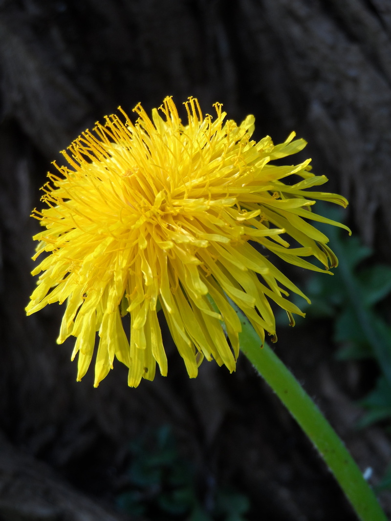focus on foreground, inflorescence, fragility, yellow, growth, flower head, day, green stuff, summer, out, 4K, plant, spring, close, bloom, vulnerability