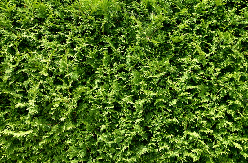 backgrounds, day, green, field, green does not go, healthy lifestyle, nature, beauty in nature, stuff, high angle view, material collection, full frame