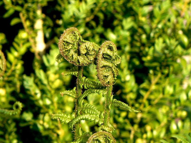 fern, green, leaf fronds, tree, leaf, freshness, focus on foreground, forest, green stuff, sunlight, spores plant, outdoors, plant part, coniferous tree