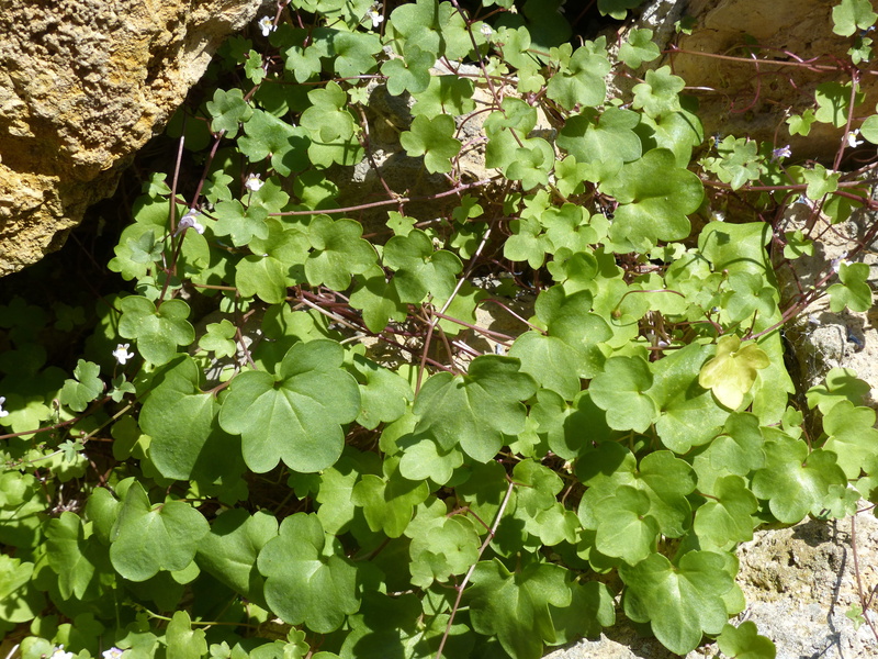 close-up, Herb, green Color, cracks, stone wall, medicinal plant, half light plant, leaf, linaria cymbalaria, nature, dulcimer herb, animal wildlife, ornamental garden plant