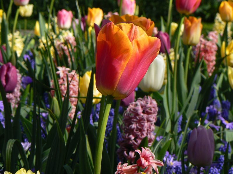 focus on foreground, petal, romantic, nature, flower head, lisse, flower arrangement, purple, beauty, close-up, perfection, flower, red, colorful, flowerbed