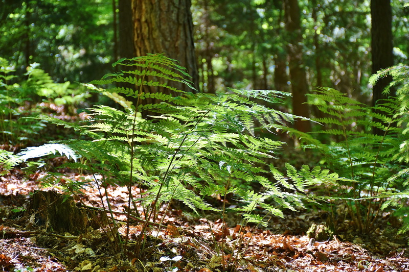 tree trunk, focus on foreground, Ferns, Mood, sunlight, trunk, land, no people, lush green, untitled, plant, lush, sun, full, 5K, rainforest, Forest, powerful
