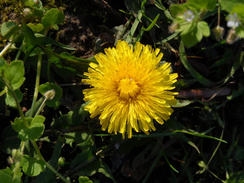 plant part, aster-like, outdoors, leaf, dandelion, close, beauty in nature, focus on foreground, bloom, flower, vulnerability, pointed flower, nature, grow
